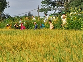 An Giang Nông dân sản xuất lúa theo tiêu chuẩn SRP kết hợp trồng hoa sinh thái