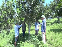 Những tín hiệu khả quan từ phát triển cây mắc ca ở Quỳnh Nhai, Sơn La