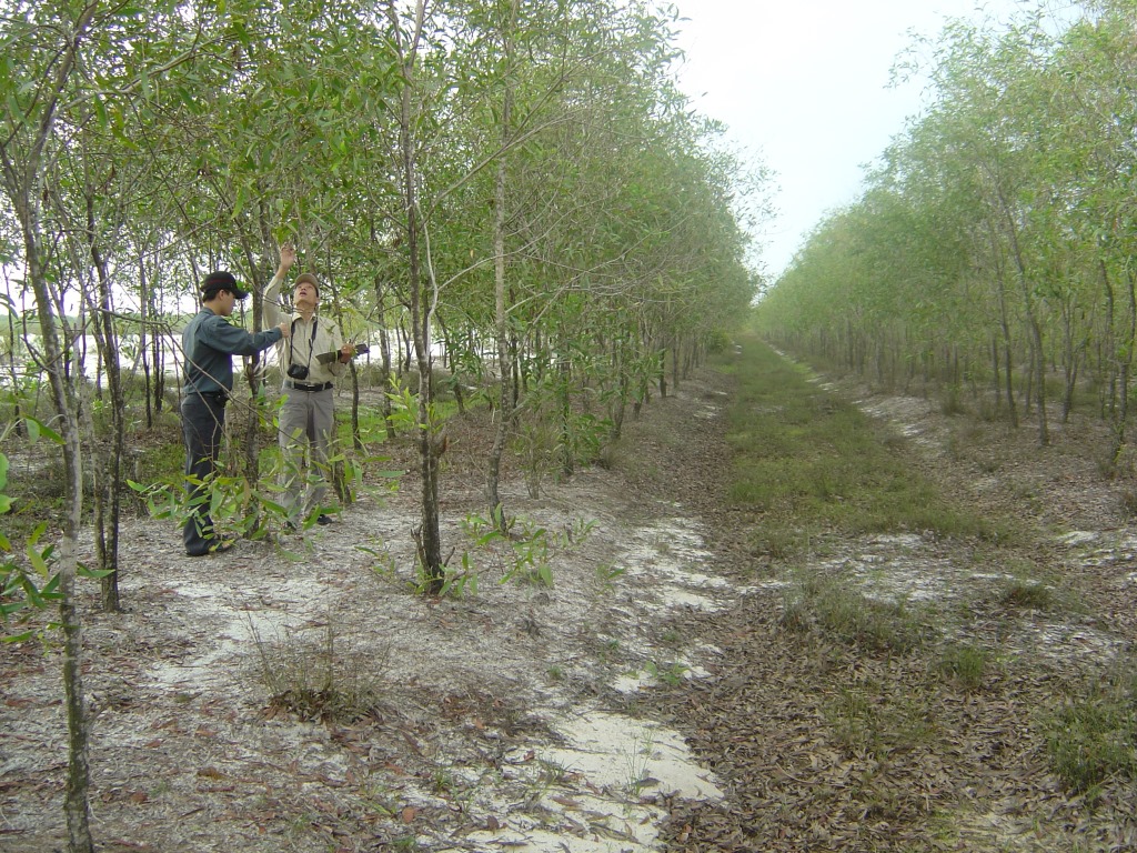 Các biện pháp kỹ thuật phòng chống sâu ăn lá gây hại cây keo