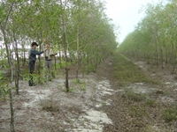 Các biện pháp kỹ thuật phòng chống sâu ăn lá gây hại cây keo