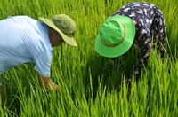 Hà Tĩnh Bệnh khô vằn gây hại nặng trên lúa Hè thu