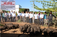 Quảng Ngãi Tập huấn kỹ thuật chăn nuôi lợn kiềng sắt theo hướng an toàn sinh học