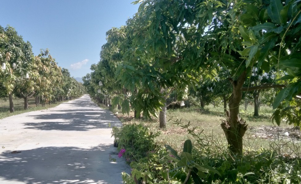 Khánh Hòa Kiểm tra, giám sát định kỳ mã số vùng trồng xoài và mã số cơ sở đóng gói trên địa bàn huyện Cam Lâm