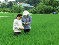 Tuyên Quang Phòng trừ sâu bệnh hại lúa mùa cuối vụ