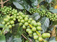 Lâm Đồng Tọa đàm “Khuyến nông cộng đồng trong sản xuất cà phê không gây mất rừng”