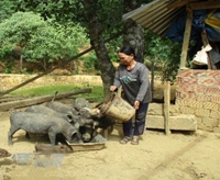 Phụ nữ người Bhnoong dân tộc Giẻ-triêng làm kinh tế giỏi