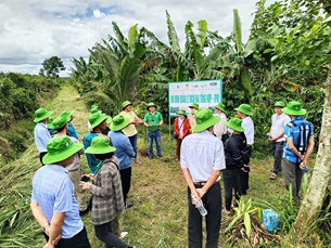 Hiệu quả từ mô hình sản xuất cà phê cảnh quan và giảm phát thải các-bon tại huyện Di Linh, tỉnh Lâm Đồng