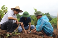 Bắc Giang Phát triển bền vững cây ăn quả đặc sản, chủ lực