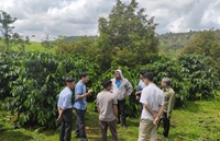 TTKNQG Tập huấn về tiếp cận thị trường sản xuất cà phê đặc sản, cà phê chất lượng cao