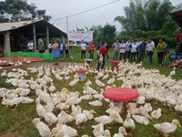 Lạng Sơn Hội thảo đánh giá Dự án “Xây dựng mô hình chăn nuôi vịt thịt tạo vùng nguyên liệu sản phẩm OCOP”