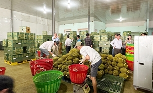 Lâm Đồng Ứng dụng công nghệ thông tin trong truy xuất nguồn gốc sản phẩm nông nghiệp