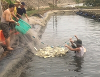 Mô hình nuôi cá chim vây vàng đạt chứng nhận VietGAP đầu tiên tại Hà Tĩnh