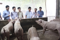 Quảng Trị Hiệu quả mô hình nuôi lợn thịt an toàn sinh học theo hướng hữu cơ gắn với liên kết tiêu thụ sản phẩm