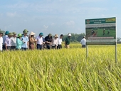 Bắc Giang Hiệu quả mô hình canh tác lúa thân thiện với môi trường