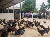 Phú Thọ Hiệu quả mô hình “Chăn nuôi gà thịt lông màu VietGAHP, liên kết theo chuỗi giá trị tại một số tỉnh phía Bắc”