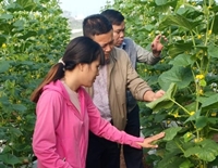 Những thành tựu nổi bật trong công tác khuyến nông tỉnh Hưng Yên