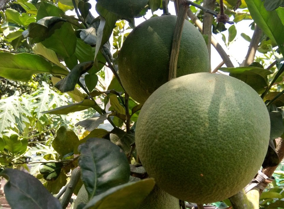 Tình yêu khuyến nông