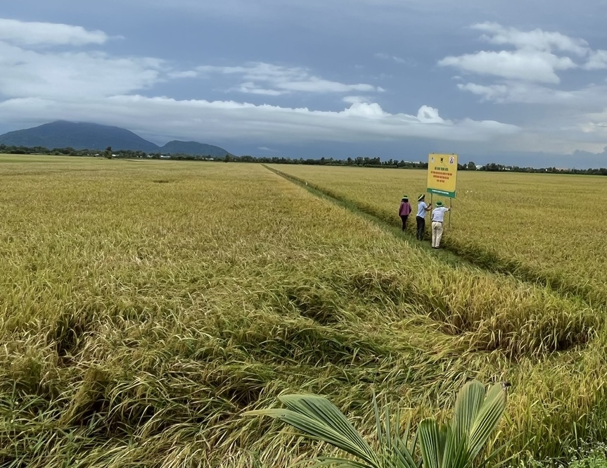Sạ cụm – Bón vùi phân Cặp đôi hoàn hảo trong canh tác lúa