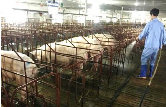 Hiệu quả Dự án Xây dựng mô hình chăn nuôi lợn thịt tăng cường các biện pháp ATSH tại một số đơn vị quân đội