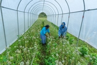 Nông dân Sri Lanka gặt hái thành công nhờ áp dụng kỹ thuật mới