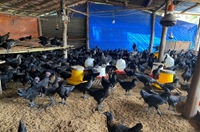 Gia Lai Khảo nghiệm thành công dự án chăn nuôi gà H’Mông thương phẩm