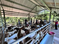 Khánh Hòa Hội nghị tham quan mô hình chăn nuôi dê sinh sản