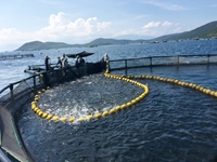 Hiệu quả mô hình nuôi cá chim vây vàng bằng lồng HDPE trên biển đảm bảo an toàn thực phẩm