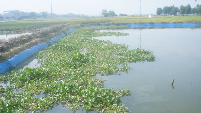 Một số biện pháp kỹ thuật chống rét cho vật nuôi thuỷ sản