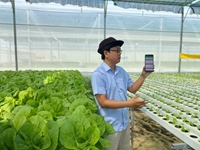 Thành công mô hình trồng rau thuỷ canh ở vùng đất nắng Ninh Thuận