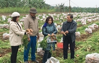 Bắc Ninh Hiệu quả kinh tế từ trồng cà rốt