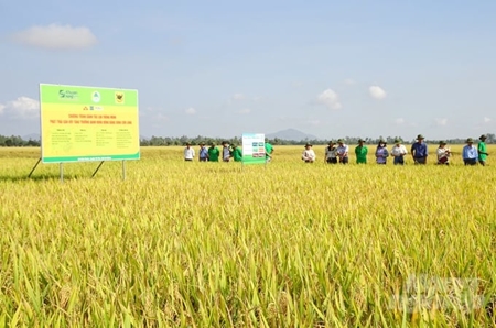 Khuyến nông bắt tay doanh nghiệp canh tác lúa thông minh