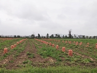 Bắc Ninh Sử dụng phân vi sinh đa chức năng nâng cao năng suất, chất lượng khoai tây