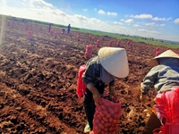 Đắk Lắk Mô hình sản xuất khoai tây bền vững gắn với tiêu thụ sản phẩm