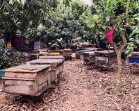 Hiệu quả mô hình nuôi ong lấy mật tại huyện Thanh Hà