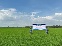 Long An Tiếp tục duy trì mô hình điểm sản xuất lúa theo hướng VIETGAP