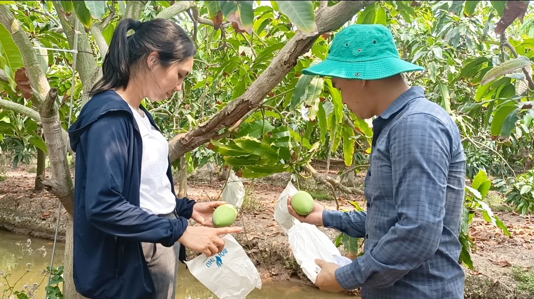 An Giang Kiểm tra mã số vùng trồng xoài cát Hòa Lộc xã biên giới Vĩnh Xương