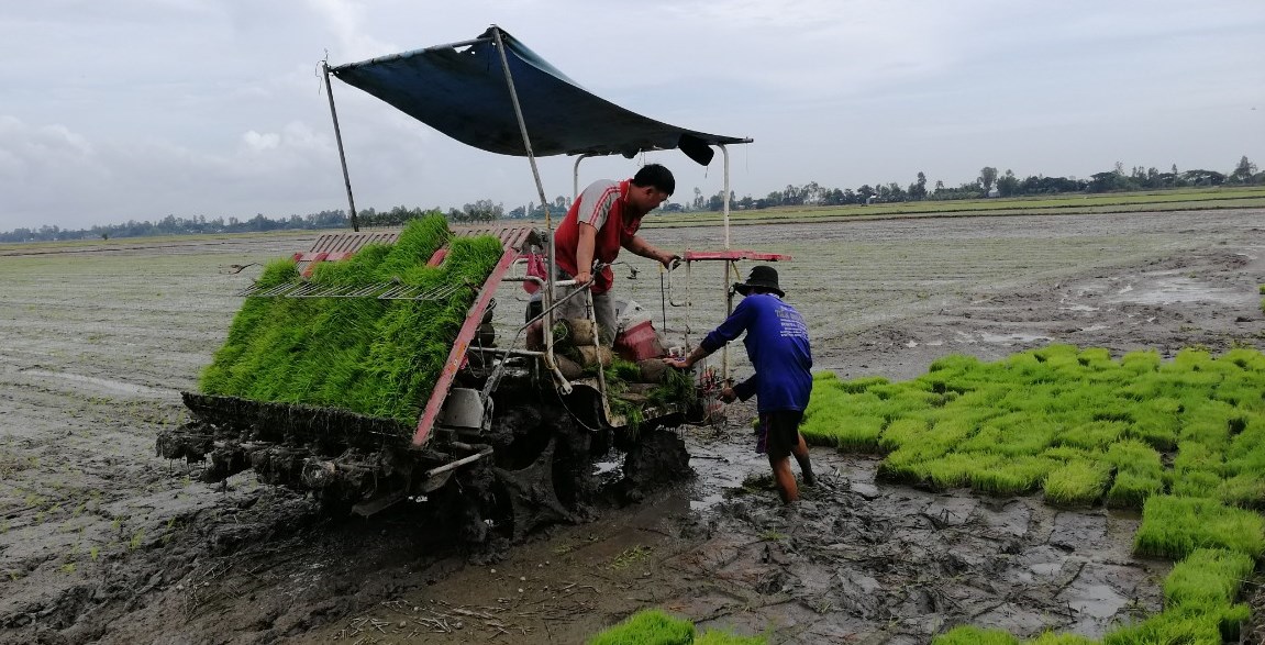 Hà Nam Duy trì, nhân rộng mô hình cánh đồng mẫu