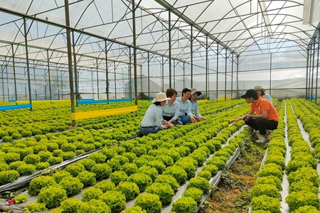 Trung tâm Khuyến nông Quốc gia tham quan, học tập mô hình nông nghiệp tại khu vực Tây Nguyên