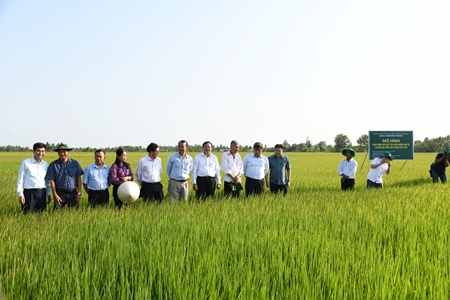 Khảo sát các hợp tác xã tại Trà Vinh để triển khai Đề án Phát triển bền vững một triệu héc-ta chuyên canh lúa chất lượng cao và phát thải thấp