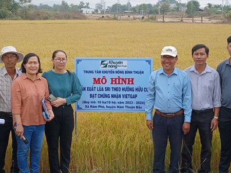 Bình Thuận Hiệu quả mô hình canh tác lúa SRI hướng hữu cơ đạt chứng nhận VietGAP