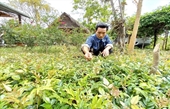 Quảng Nam Sản xuất theo chuỗi giúp gia tăng giá trị cây chè dây cổ truyền
