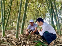 Ninh Thuận Trồng tre lấy măng hướng đi mới để phát triển kinh tế bền vững