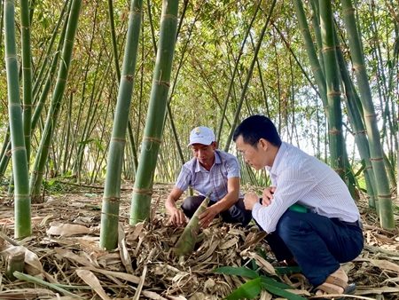 Ninh Thuận Trồng tre lấy măng hướng đi mới để phát triển kinh tế bền vững