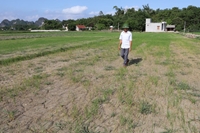 Nghệ An nguy cơ có hơn 4 200 ha lúa thiếu nước vụ Hè Thu, Mùa