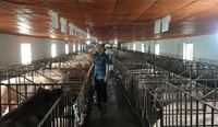 Chăn nuôi lợn đảm bảo an toàn dịch bệnh