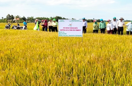 Quảng Nam Giống lúa TBR97 thích ứng tốt với sự biến đổi khí hậu và cho năng suất cao
