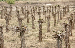 Hơn 6 800 ha cây trồng của Bình Thuận bị ảnh hưởng khô hạn