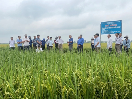 Hà Tĩnh Tập huấn quy trình sản xuất lúa theo tiêu chuẩn hữu cơ, gắn với liên kết thị trường tiêu thụ sản phẩm