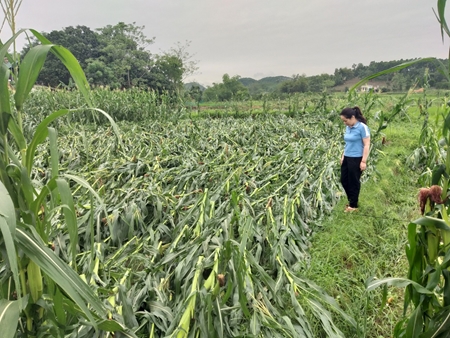 Tuyên Quang Tập trung khắc phục sản xuất sau mưa bão