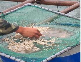 Quy trình công nghệ ương ngao hai cùi giống cấp I lên giống cấp II theo 2 giai đoạn